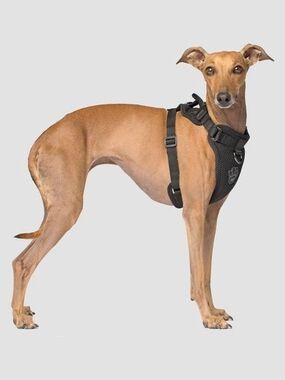 Canada Pooch Medium Adjustable Black Dog Harness